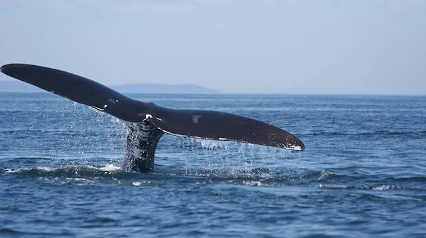 Canada Launches Whalesafe Fishing Gear Initiative to Protect Endangered Right Whales Canada Launches Whalesafe Fishing Gear Initiative to Protect Endangered Right Whales