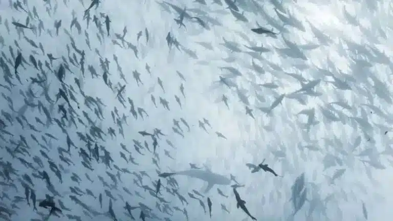 Global Study: Smaller Fish Reshape Food Webs Amid Stable Species Global Study: Smaller Fish Reshape Food Webs Amid Stable Species