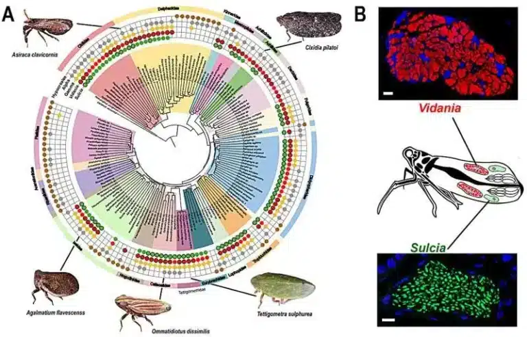 Planthopper Bacteria Shatter Record for Smallest Genome Ever