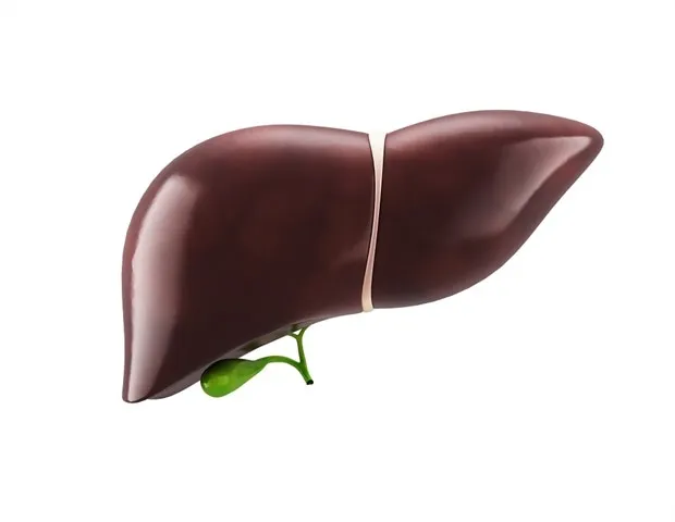 3D Liver Reconstructions Reveal Cirrhosis’ Impact on Organ Structure 3D Liver Reconstructions Reveal Cirrhosis’ Impact on Organ Structure
