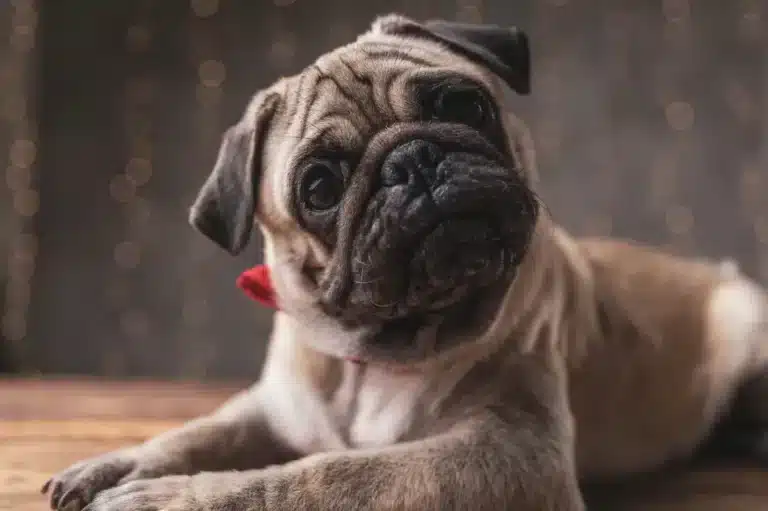 Supervisor Rejects Pet Bereavement Leave, Ignites Workplace Clash