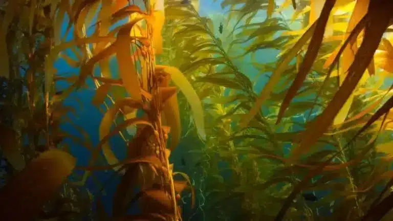 Kelp Forests Crisis: Ocean Heat Waves Devastate Ecosystems
