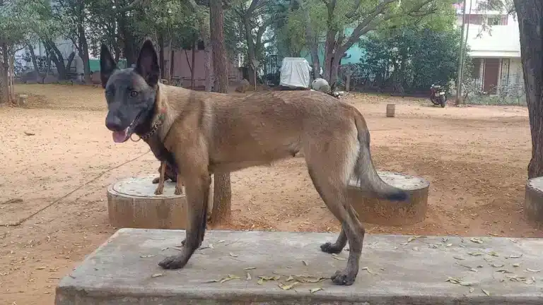 Tiruchi Police Inducts ‘Silambu’ for Narcotics Detection Missions