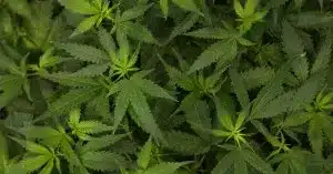 Teens Using Cannabis Face Double Risk of Psychosis, Bipolar Teens Using Cannabis Face Double Risk of Psychosis, Bipolar