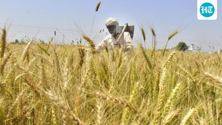 Warm Dry February Forecast Threatens Rabi Crops in India