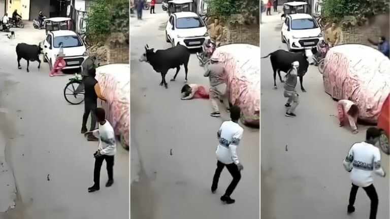 Stray Bull Attacks Child in Lucknow Residential Area, Sparks Safety Debate Stray Bull Attacks Child in Lucknow Residential Area, Sparks Safety Debate