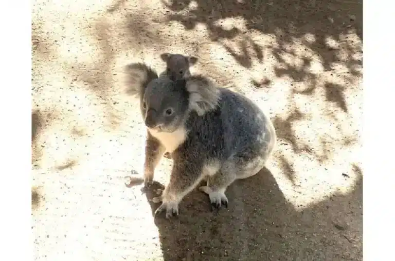 AI Road Sign Detects Koala Crossing in Real Time First