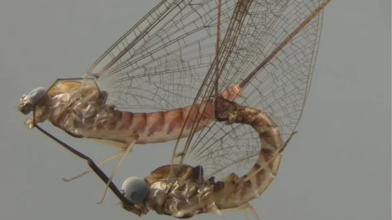 Mayflies’ Acrobatic Mid-Air Mating: Genitalia Mechanics Revealed