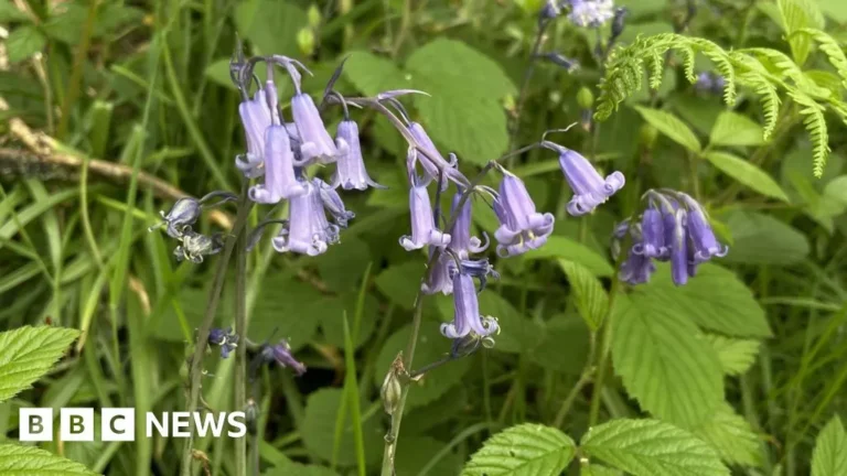 Hikers Urged to Protect Fragile Bluebells by Sticking to Paths