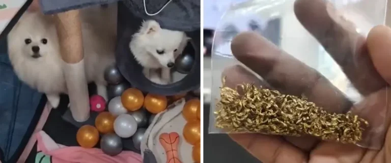 Thai Dogs Eat Gold Rice Cakes Worth 6.3M Won, Face Emergency Surgery