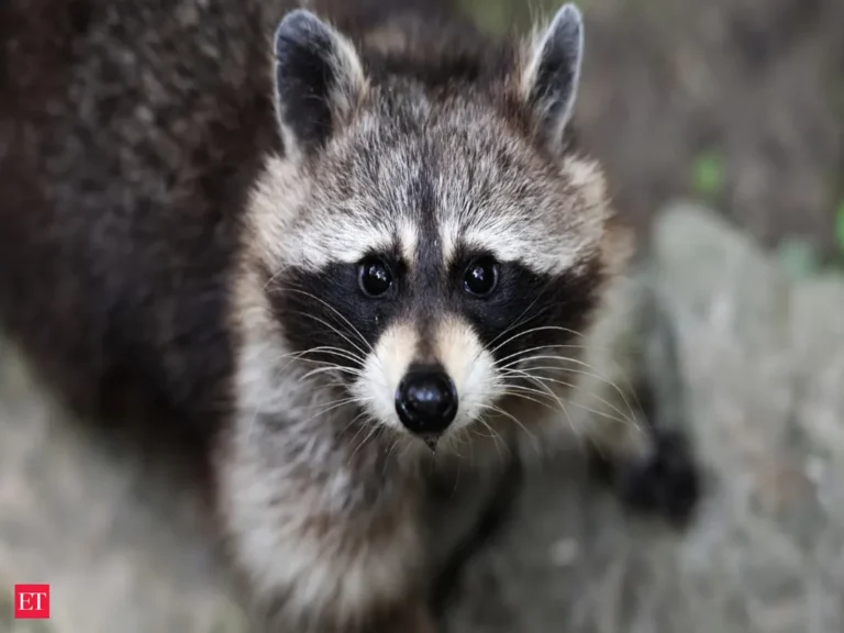 Raccoon Poop on Deck: CDC Cleanup Steps Most Skip and Risks